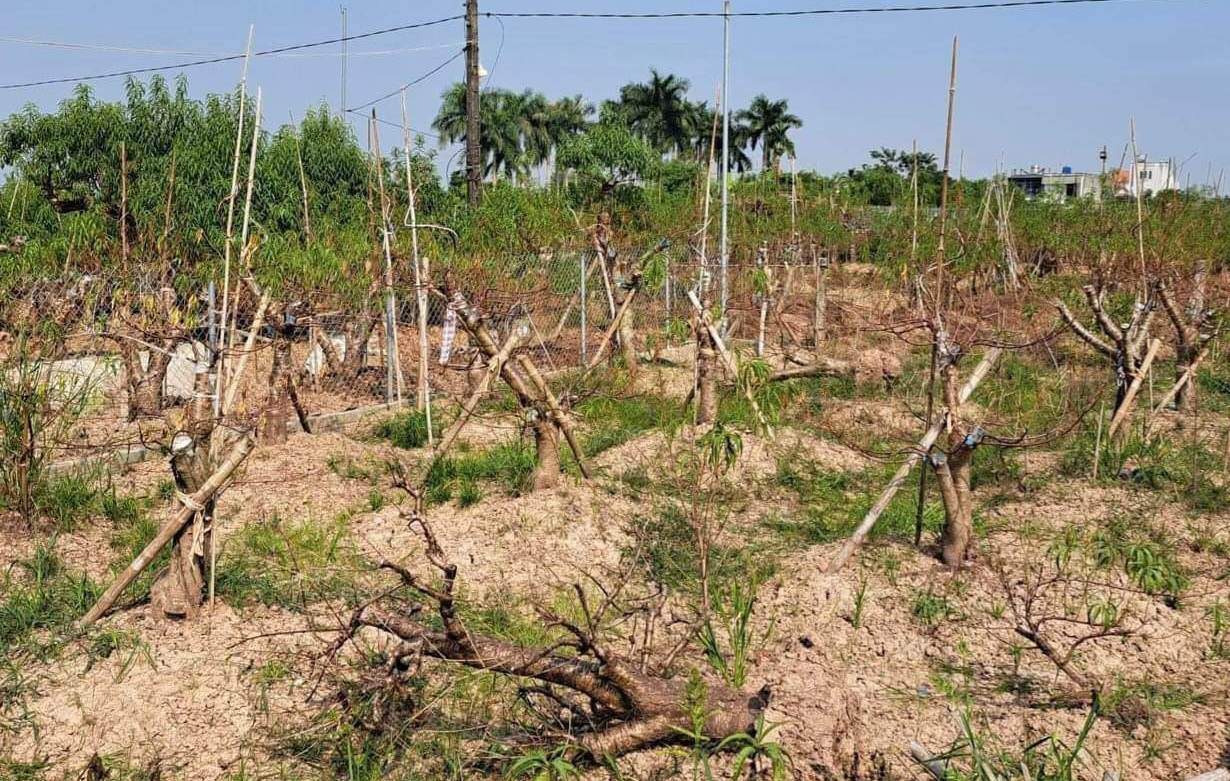 Đào chết hàng loạt trên đồng ở TP Thái Bình. Ảnh: Hồng Thắm