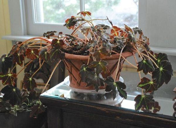 7 thứ tiêu tài tán của cần vứt đi trước Tết-1