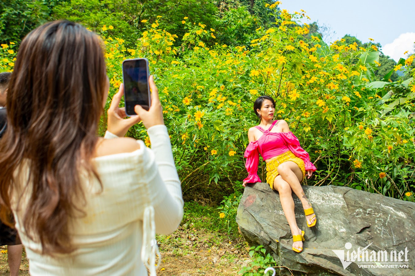 Năm nay, thời gian dã quỳ Ba Vì nở rộ nhất dự kiến là từ 5/11 - 20/11