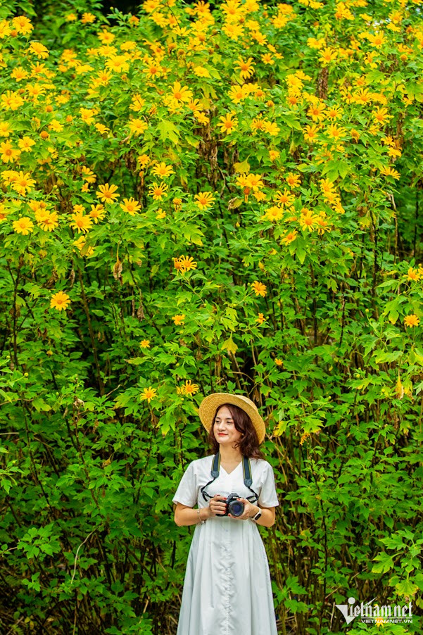 Dã quỳ tại vườn quốc gia Ba Vì thường ra hoa vào khoảng tháng 10 - 11 hàng năm. Màu vàng rực rỡ của những thảm hoa trở thành đặc trưng thu hút nhiều khách du lịch đến vườn vào thời gian này