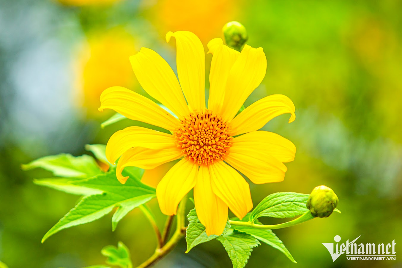 Thời gian lý tưởng nhất để ngắm dã quỳ trong ngày là khoảng 9-10h, khi nắng vừa mới lên. Ánh nắng dịu dàng làm cánh hoa thêm vàng ươm, bắt mắt. Những ngày thời tiết thuận lợi, du khách tới Ba Vì ngoài săn dã quỳ có thể chiêm ngưỡng biển mây