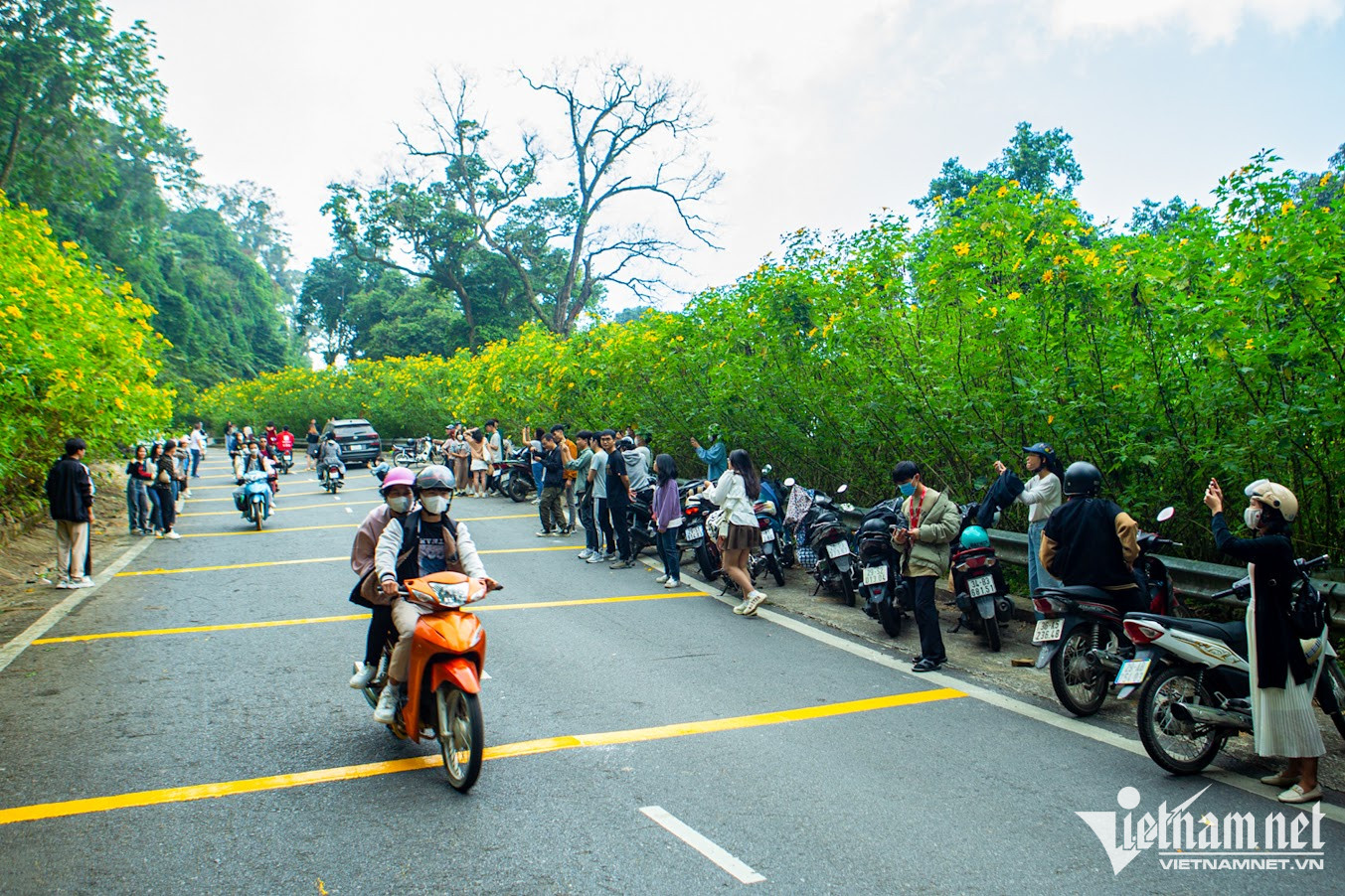 Từ cổng vườn đến cốt 1.100 m (khu vực chân đền Thượng), hoa dã quỳ nhuộm vàng hai bên đường. Khu vực tập trung nhiều nhất nằm ở độ cao cốt 400 m với một rừng hoa rộng tới 10 ha, gồm 5 khu, có tuyến đường mòn đi bộ dài trên 3km