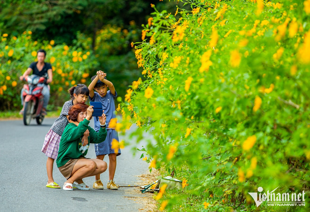 Những ngày trung tuần tháng 11, trong tiết trời se lạnh, nắng nhẹ, hoa dã quỳ trải màu vàng rực rỡ trên những sườn núi của vườn quốc gia Ba Vì
