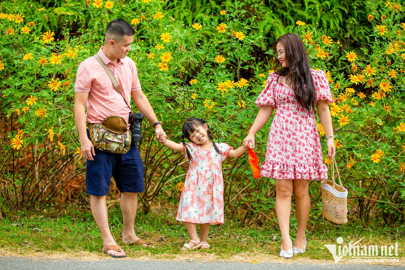 Nhiều gia đình đến Ba Vì ngắm hoa dã quỳ kết hợp cắm trại tại khu rừng thông