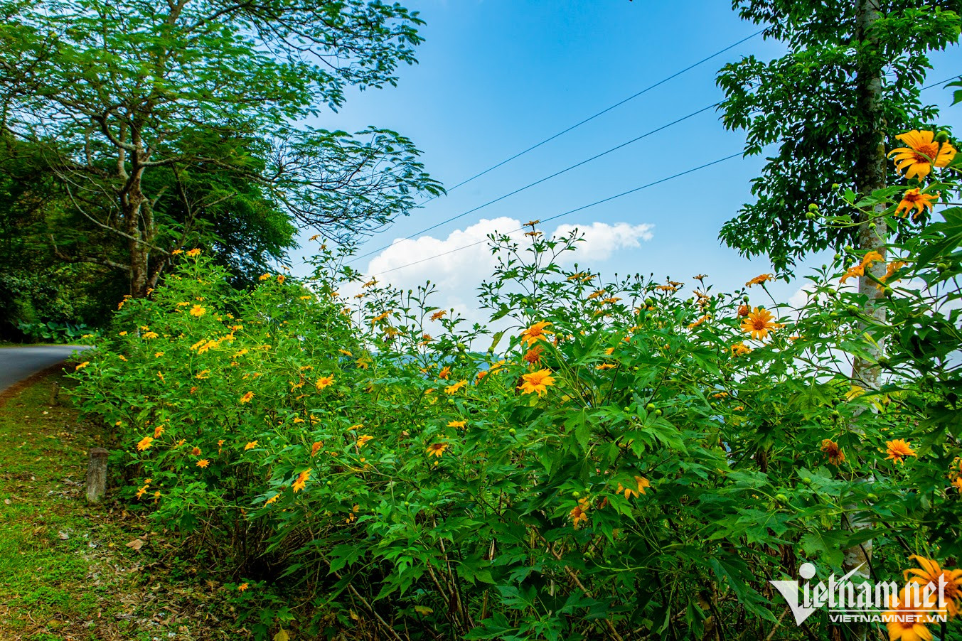Hoa Dã quỳ tại Vườn quốc gia Ba Vì được người Pháp đem về trồng từ những năm 1930 – 1945 của thế kỷ 20. Những năm gần đây, dã quỳ thu hút du khách, trở thành điểm check-in nổi tiếng cảu du lịch Hà Nội mỗi dịp tháng 11 