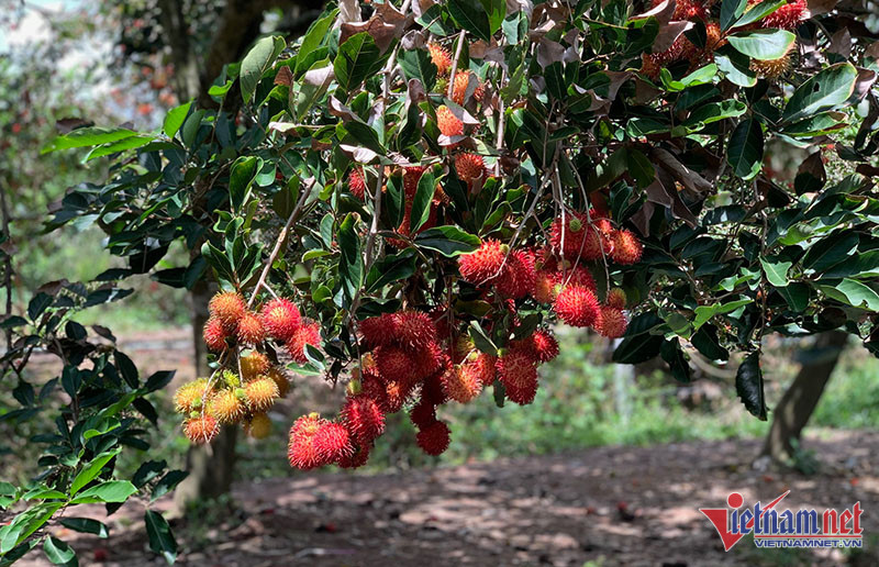 Xuất khẩu rau quả của Việt Nam vọt tăng mạnh trong tháng 10/2022 (Ảnh: Tâm An)