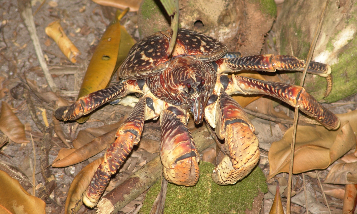 Một con cua dừa cỡ lớn nhất nặng 4 kg có thể tạo ra lực cắp lên trên 3.300 newton. L (Nguồn: Wikipedia)