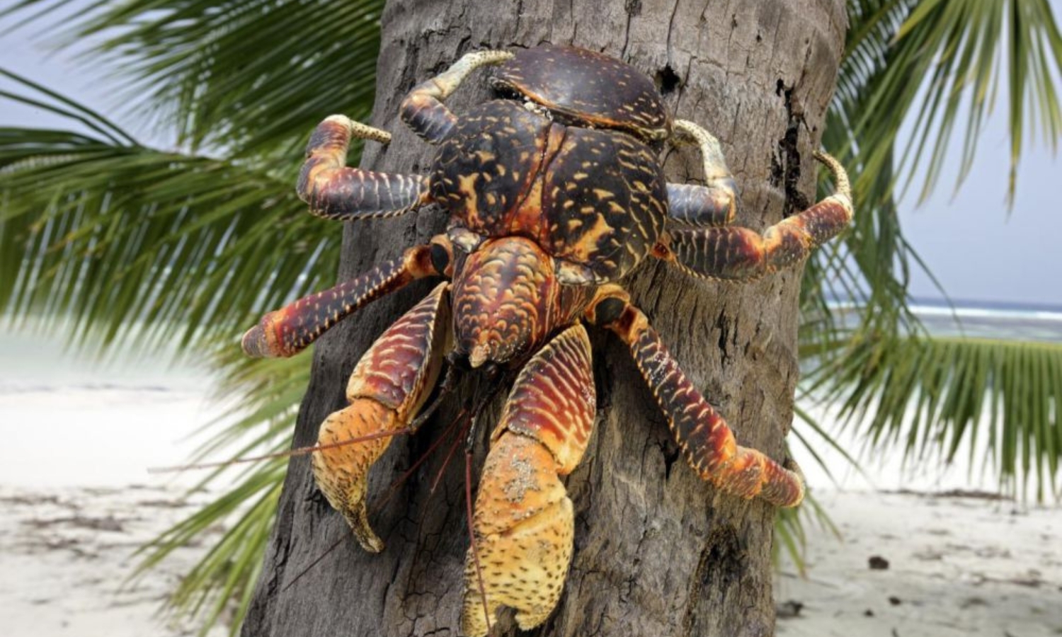 Lực cắp này mạnh hơn mọi loài giáp xác khác, bao gồm tôm hùm với lực cắp đo được khoảng 250 newton. (Nguồn: Sciences et Avenir)