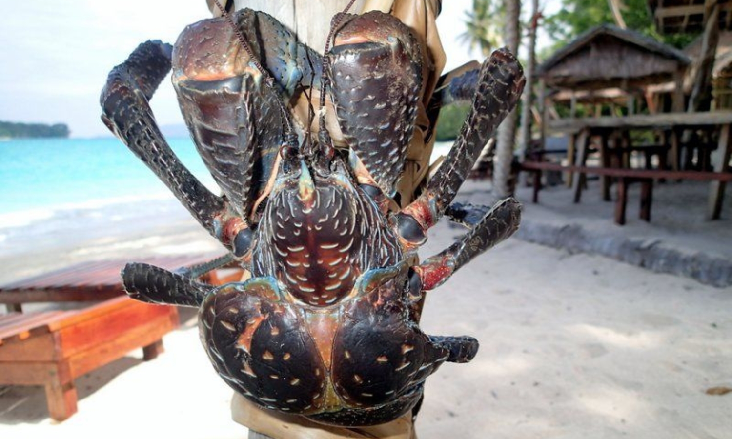 Chúng cũng ăn xác động vật chết, sử dụng cặp càng để nghiền gãy xương. (Nguồn: Pinterest)