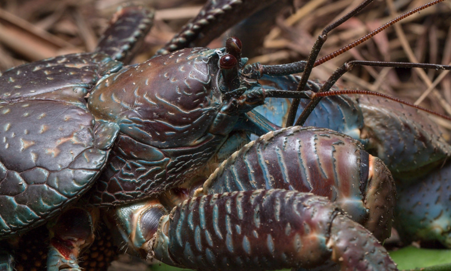 Jakob Krieger ở Đại học Greifswald, Đức, nghiên cứu cua dừa trên đảo Giáng sinh ở Ấn Độ Dương và phát hiện chúng săn những loài cua sống trên cạn khác như cua đỏ (Gecarcoidea natalis). 