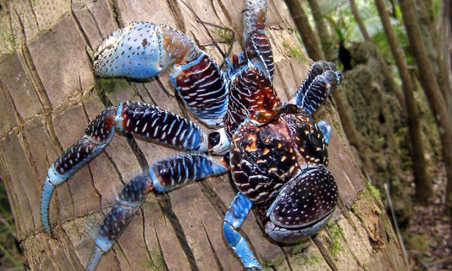 Loài cua dừa (Birgus latro) sống trên các quần đảo ở Ấn Độ Dương và Thái Bình Dương, có trọng lượng 4 kg, chiều dài 40 cm và sải chân gần một mét. (Nguồn: Twitter)