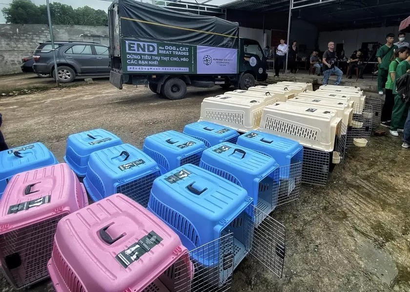 Những chú chó được giải cứu sẽ được đưa đến trạm cứu hộ động vật (Ảnh: HSI)