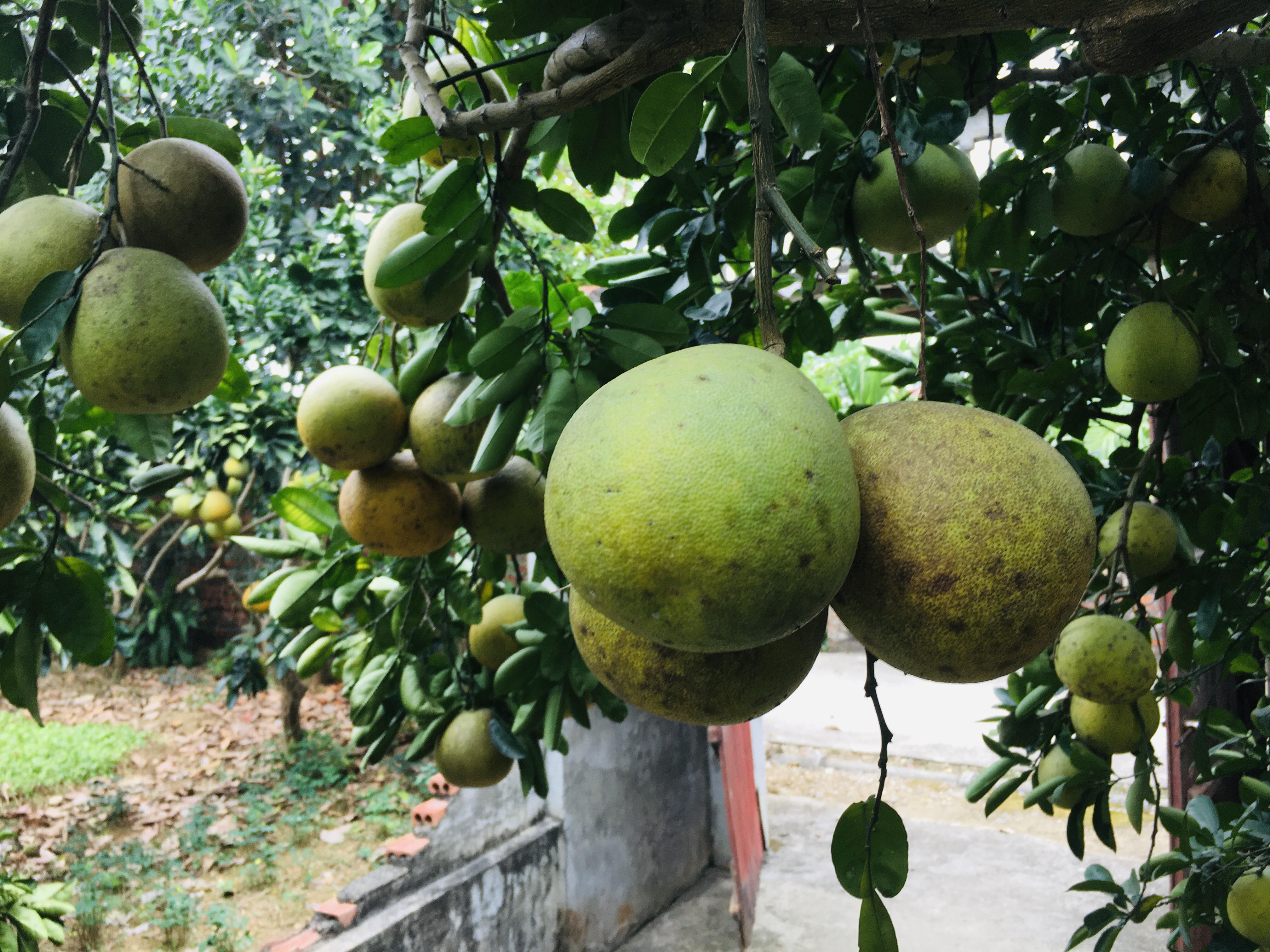 Bưởi Diễn năm nay cho chất lượng ngon, giá cao hơn mọi năm (Ảnh: Ngọc Cương)