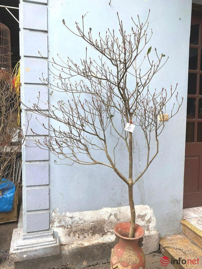 Đào chuông Yên Tử đang được bán trên thị trường hoa ở Hà Nội chuẩn bị đón Tết. (Ảnh: Bích Vân) 