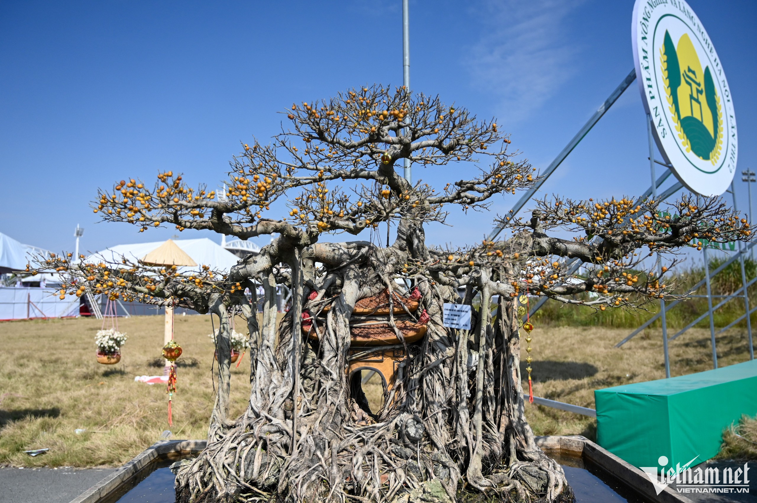 Có nhiều loại cây có tuổi thọ lâu năm, được uốn nắn kỳ công với nhiều hình dáng, thế đẹp. Trong ảnh là cây sanh cổ. 