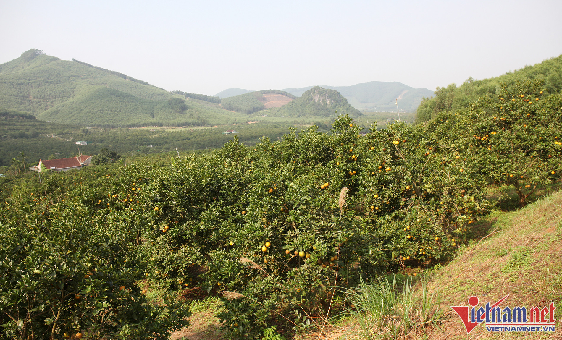 Cuối năm là thời điểm các vườn cam Vinh vào mùa chín rộ