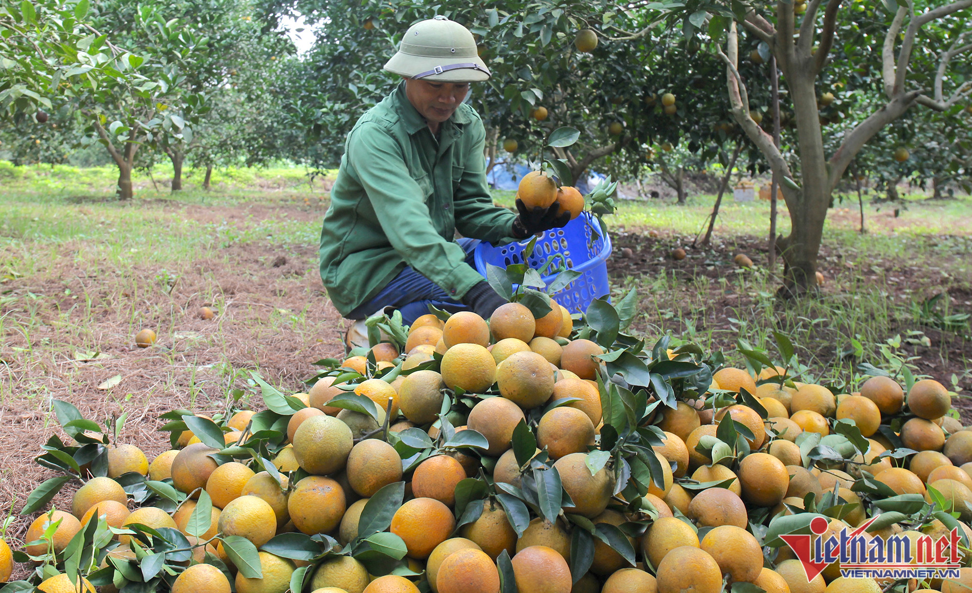 Giá cam Vinh tăng hơn 10.000 đồng/kg so với năm trước
