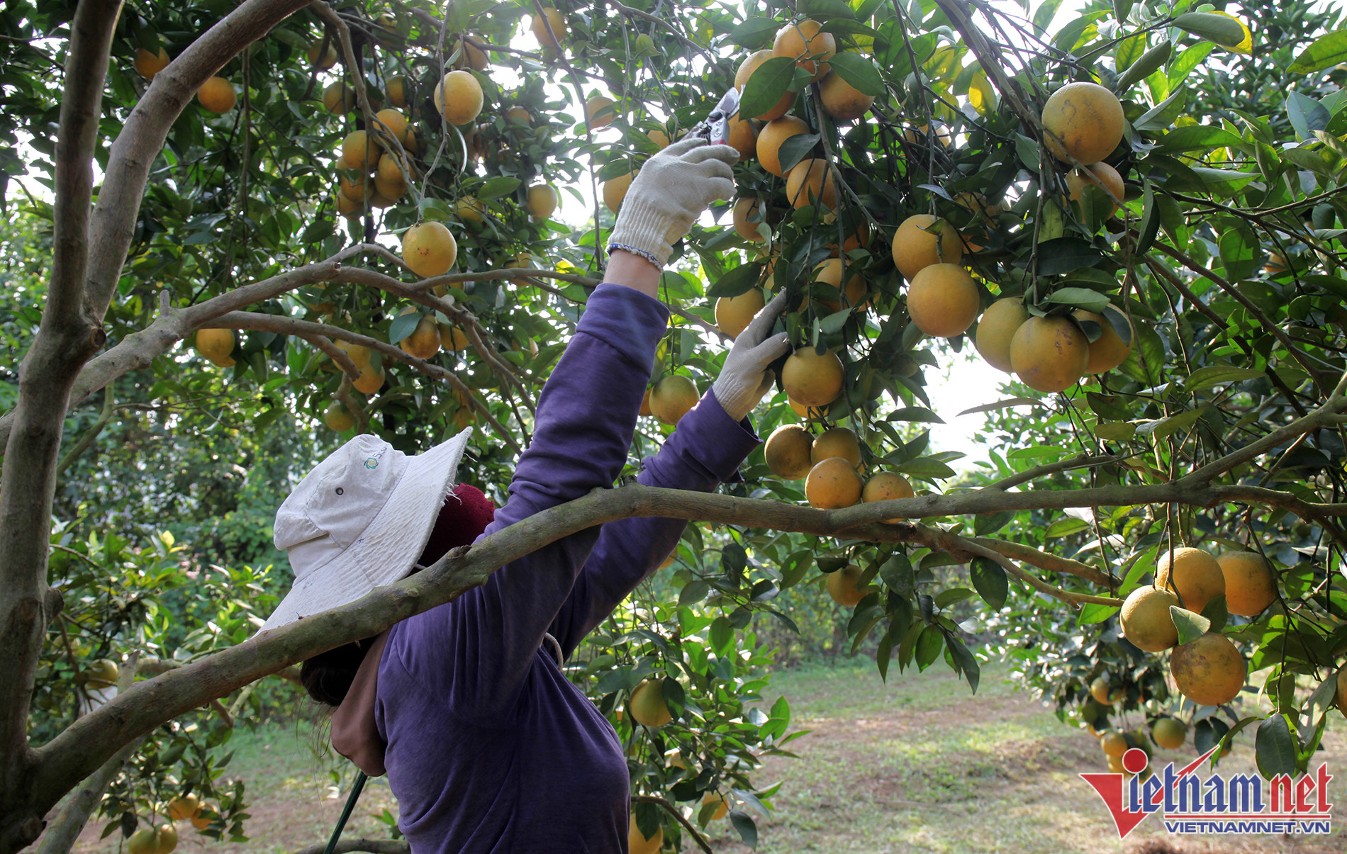 Quả sai trĩu cành, cam chín vàng óng