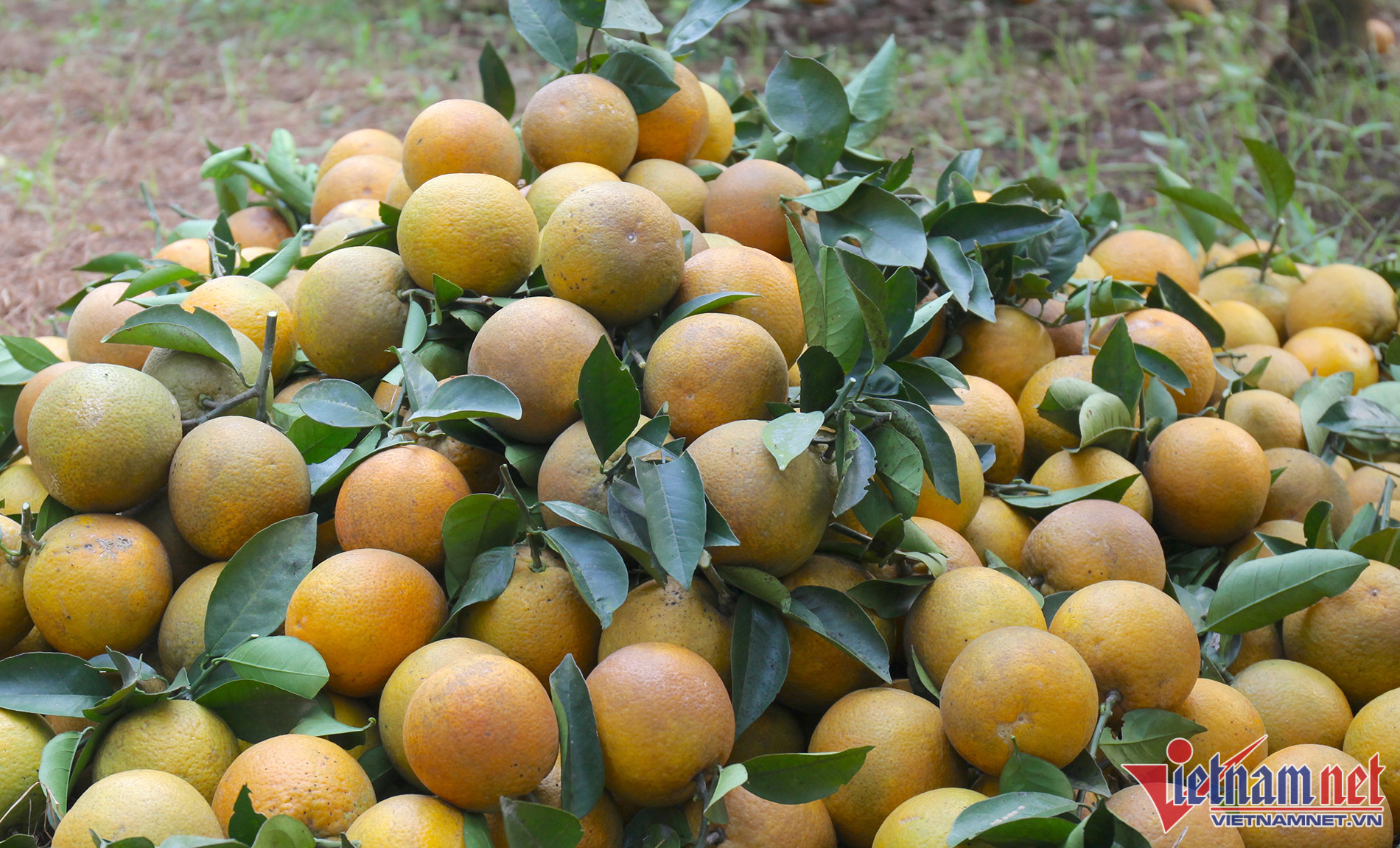 Quả cam chín đẹp đều