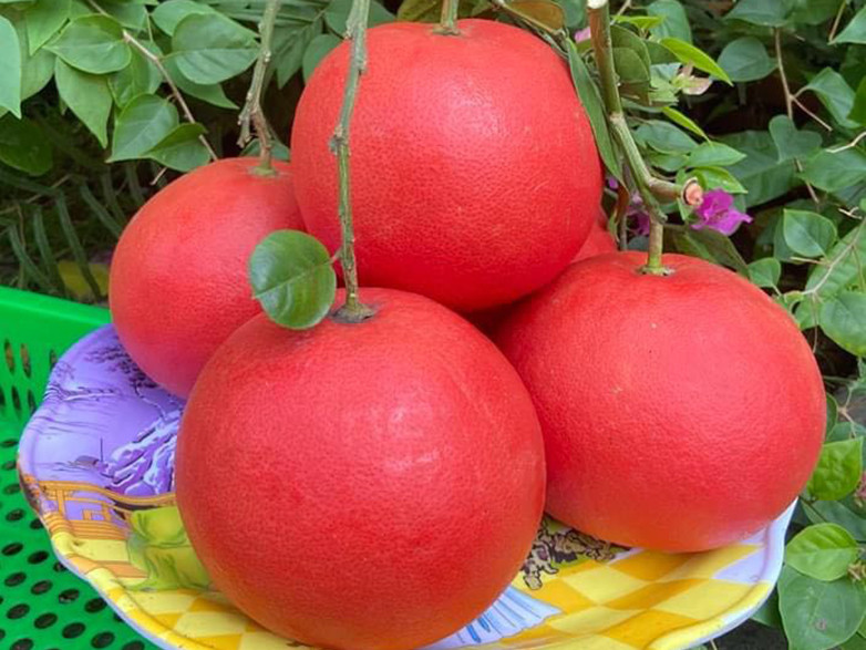 Bưởi đỏ được rao bán tràn ngập chợ Tết (Ảnh: NVCC)