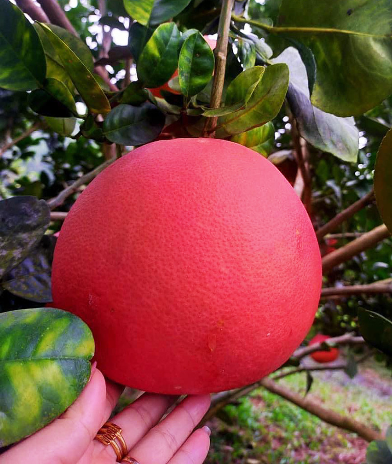 Năm nay, bưởi đỏ giá đã bình dân hơn (Ảnh: NVCC)