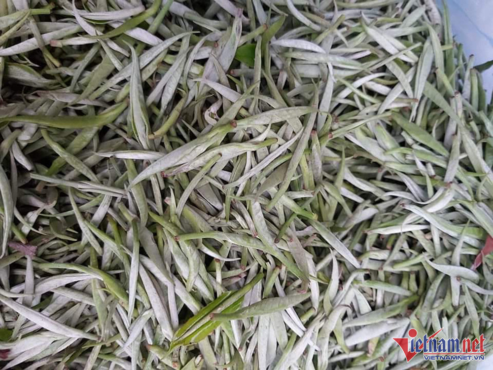 Người làm trà cần 5kg búp trà tươi mới phơi ra được 1kg bạch trà khô (Ảnh: Thế Cường)
