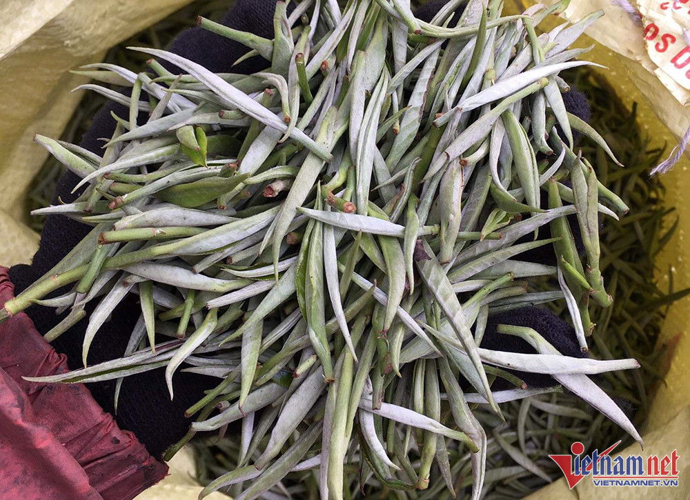 Loại trà này được thu hái rất kỳ công (Ảnh: Thế Cường)