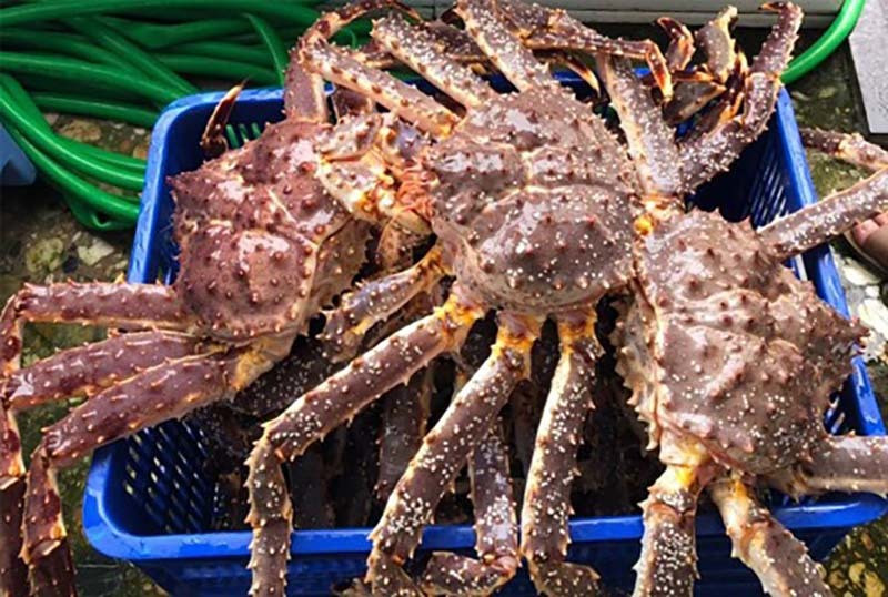 Cua hoàng đế đắt khách dịp Tết (Ảnh: Như Băng)