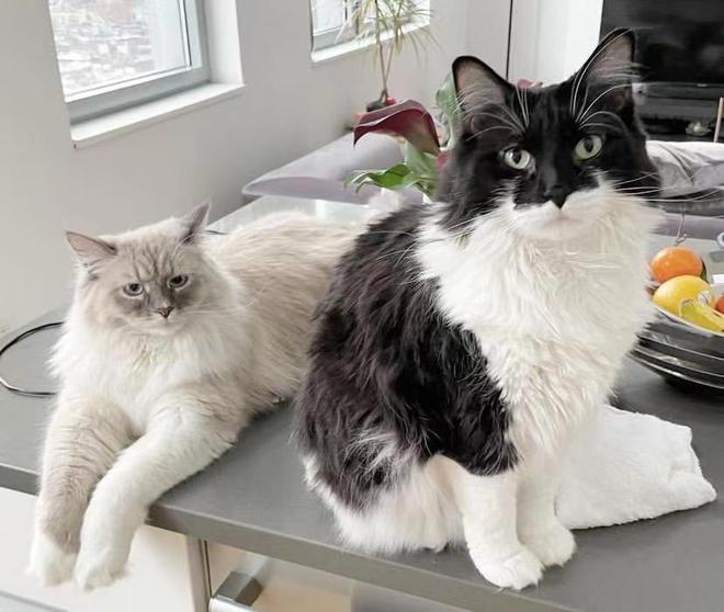 Benjamin Schwartz và bạn trai nuôi 2 con mèo.