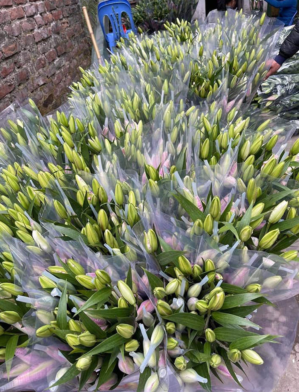 Hoa ly kép đang đổ bộ chợ với số lượng lớn (Ảnh: VH)