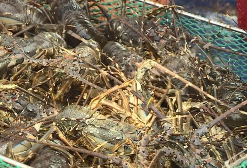 Tôm hùm tại Phú Yên rớt giá mạnh (Ảnh: VOV)