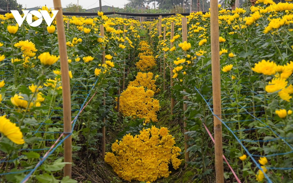 Để có hoa phục vụ ngày Tết, ngay từ đầu tháng 9 Âm lịch, người dân Tây Tựu đã bắt đầu tất bật ra đồng chăm sóc, tỉa lá để chuẩn bị hoa Tết phục vu nhu cầu của người dân Thủ đô và các vùng lân cận.