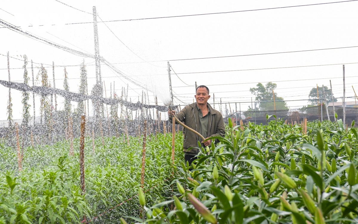 Khi bước sang tháng Chạp, nhịp độ làm việc của họ càng hối hả hơn, từ việc tưới nước, chăm sóc cho hoa, bảo đảm hoa phát triển đúng độ, nở đều và đẹp đúng ngày Tết.