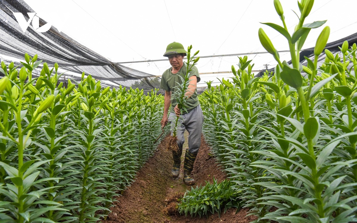 Những người trồng hoa lâu năm ở đây cho biết, ngoài kỹ thuật trồng và chăm sóc, yếu tố quyết định đến năng suất hoa chính là thời tiết. Nếu trời nắng ấm, độ ẩm cao thì hoa sẽ dễ nở, còn nếu trời mưa liên tục hoa sẽ xấu, bị mất giá.