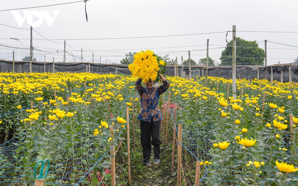 Với mức thu nhập cao gấp 5 - 7 lần trồng lúa, ở Tây Tựu có gần 2.000 hộ tham gia trồng hoa. 