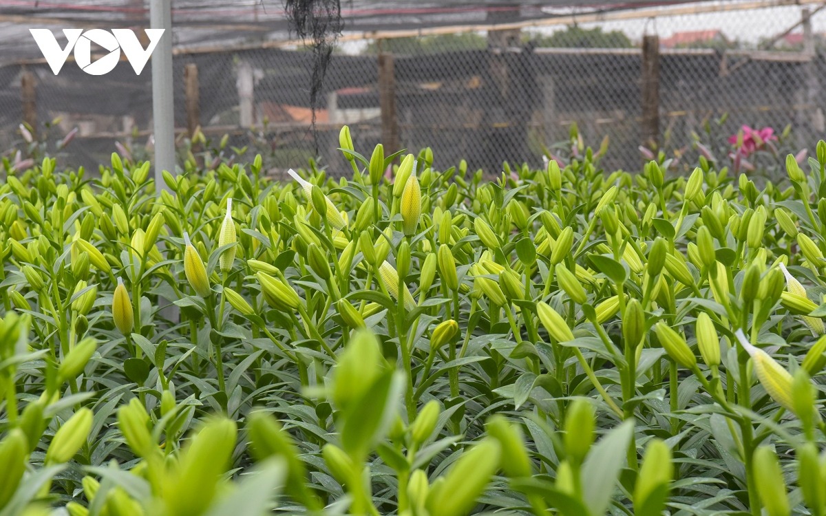 Làng hoa hiện còn khoảng 200 ha đất trồng hoa nhưng các thửa ruộng đang dần bị thu hẹp, người dân muốn mở rộng việc trồng hoa phải đi thuê đất ở vùng lân cận như Thượng Mỗ, Hạ Mỗ, Cát Quế, Dương Liễu, thậm chí Sơn Tây…