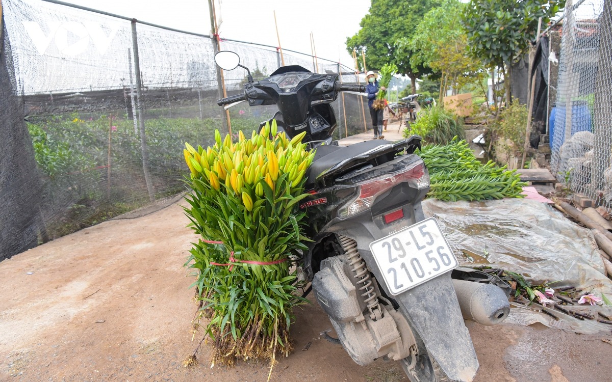 Nhiều loại hoa mới du nhập vào Việt Nam có màu sắc đẹp, giá trị kinh tế cao như hoa ly, đồng tiền, cúc, hoa hồng, hoa loa kèn...