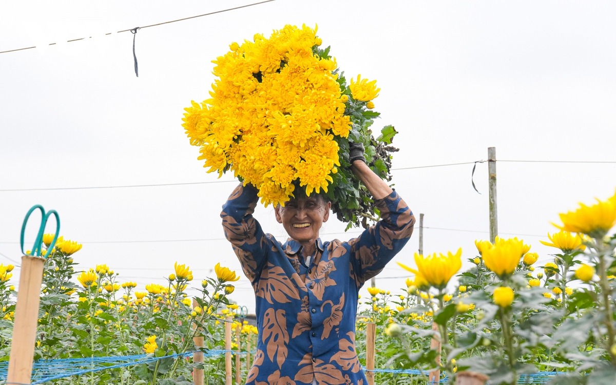 Dịp Tết Nguyên đán năm nay, thời tiết thuận lợi, hoa được mùa, được giá, người trồng hoa nơi đây cảm thấy vui lây.
