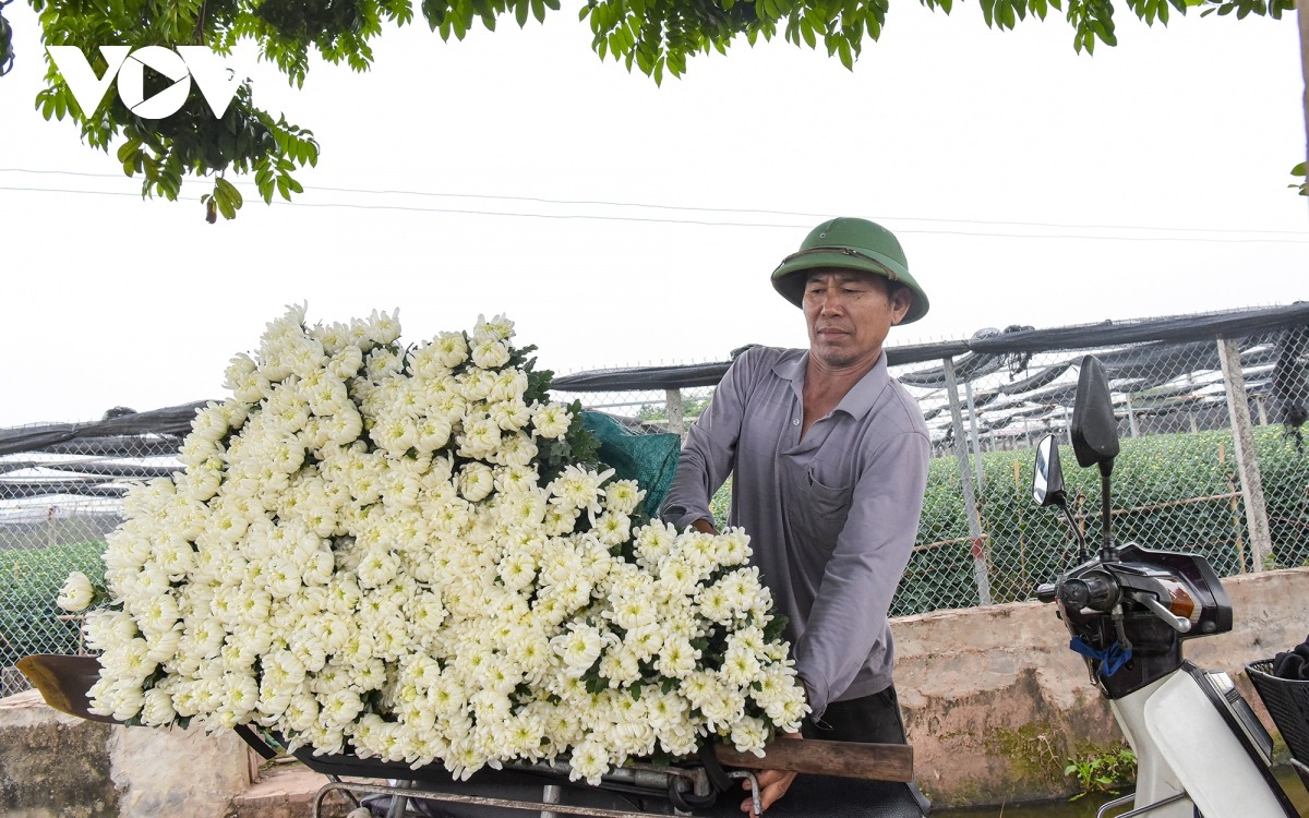 Nhiều chủ vườn ở Tây Tựu đang hối hả cắt những bông hoa cúc nở sớm đưa ra thị trường. Ngoài ra, họ còn cung ứng hoa cho nhiều thương lái đến tận vườn để mua