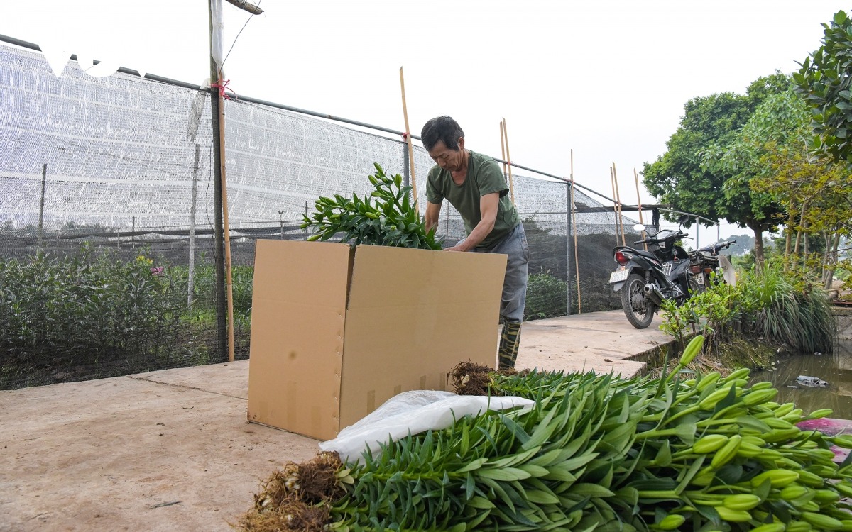 Ngoài cung cấp hoa cho thủ đô Hà Nội nói riêng, miền Bắc nói chung, hoa ở làng Tây Tựu còn cung cấp cho thị trường các tỉnh miền Trung và miền Nam.