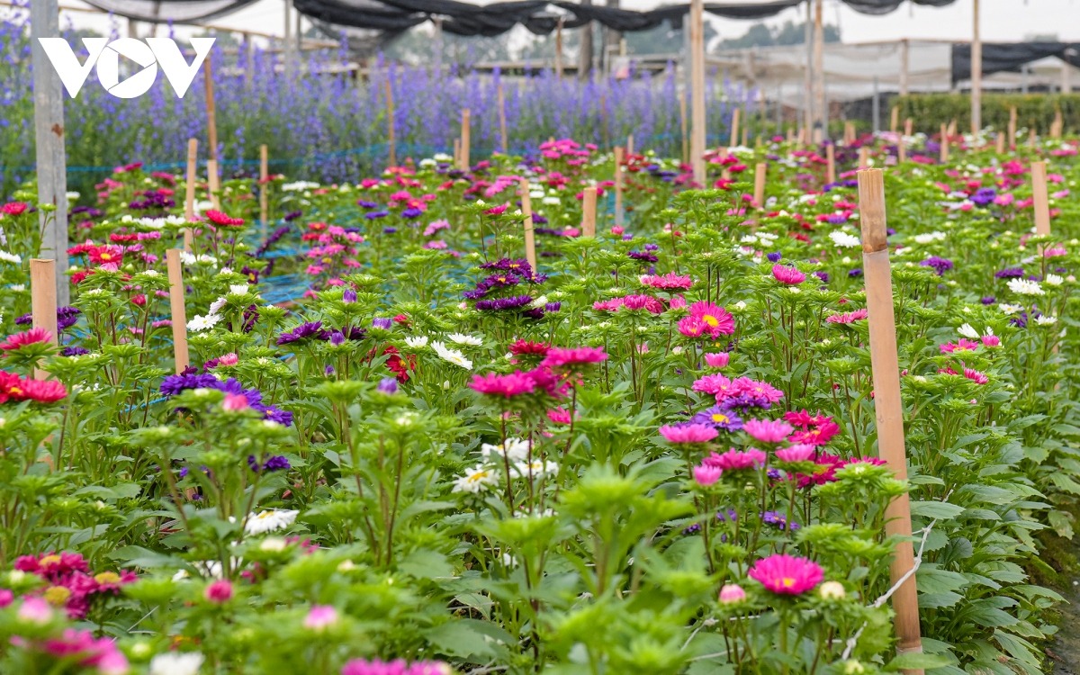 Làng hoa Tây Tựu cách trung tâm Hà Nội 20 km về phía Tây, đây được ví như một trong những vựa hoa lớn nhất của Hà Nội, là một trong những nơi trồng hoa lâu năm và cung cấp hoa tươi chủ yếu cho Thủ đô.