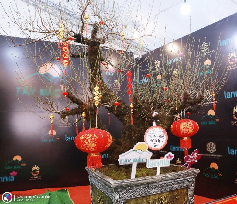 Cây đào khi nhìn từ phía trước.