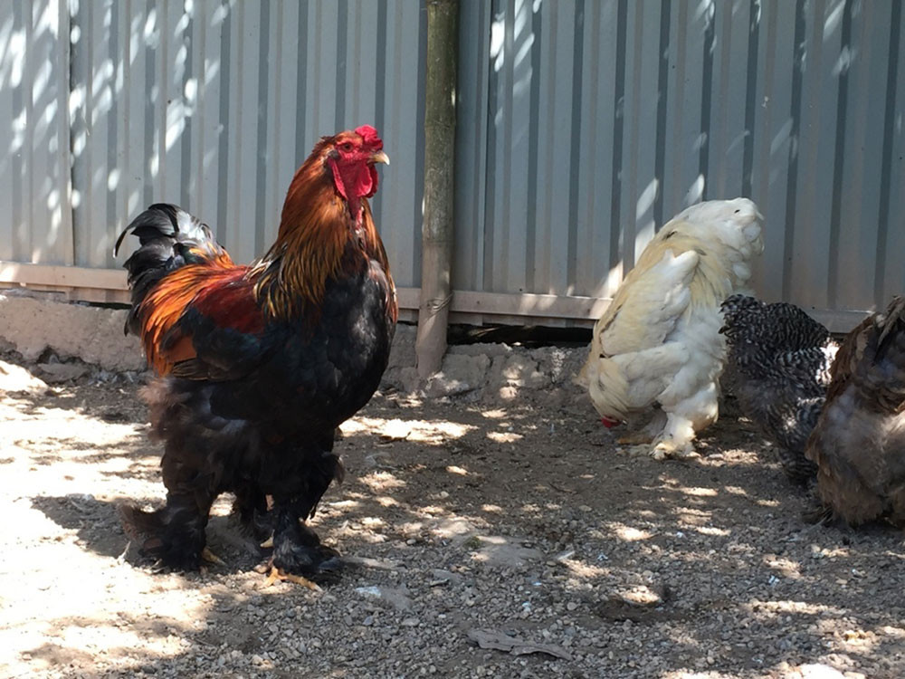 Gà kỳ lân khổng lồ (Ảnh: Dân Việt)