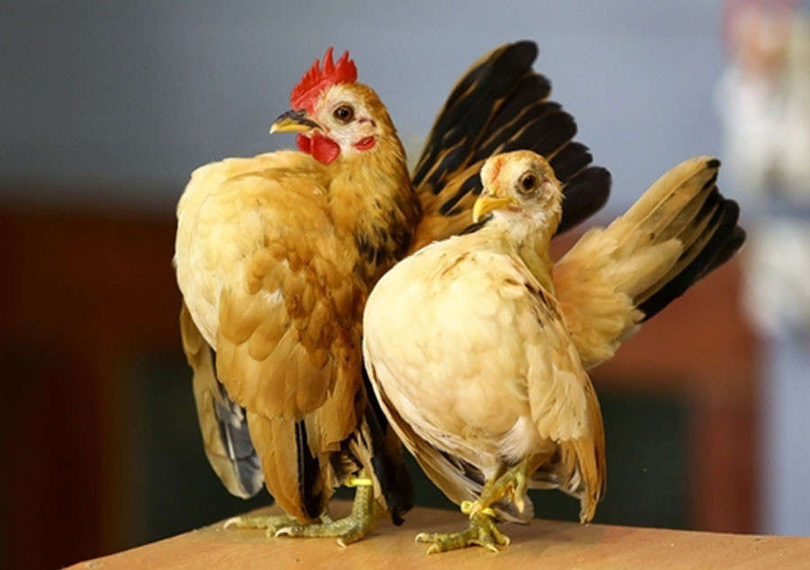Gà Serama (Ảnh: Phụ Nữ TP.HCM)