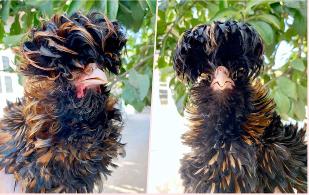 Gà sư tử Ba Lan (Ảnh: VTC News)