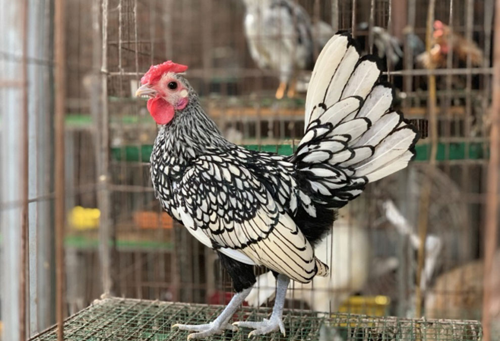 Gà vảy cá (Ảnh: VTC News)