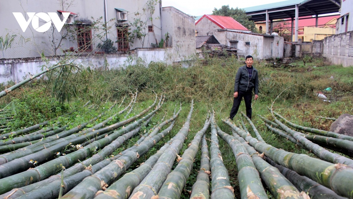 Những cây tre đẹp được các thương lái đem về bán dịp Tết cho người dân mua về trồng cây nêu.