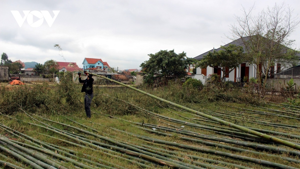 Người mua nêu sẽ chọn cây tre khoảng 1,5 tuổi, thân cây thẳng hoặc cong theo một hướng, cao trên 6m.