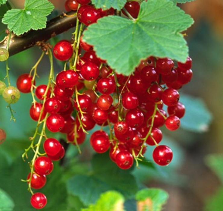 Tại nhiều quốc gia châu Âu, nho chuỗi ngọc là cây mọc bờ mọc bụi (Ảnh: Dân Việt)