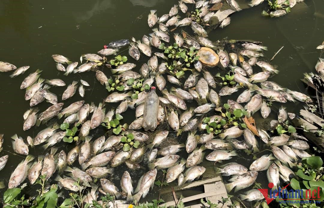 Cá tự nhiên chết hàng loạt.